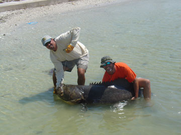 Goliath Grouper Fishing