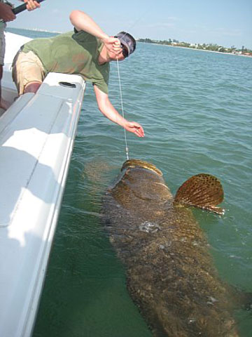 Goliath Grouper Fishing