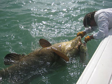 Goliath Grouper Fishing