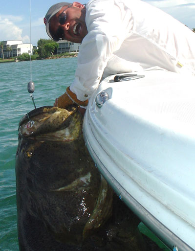 Goliath Grouper Fishing