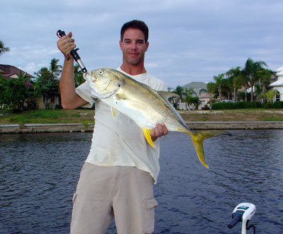 Crevalle Jacks are very aggressive, available year round, and usually found in schools ready to take live or artificial baits.