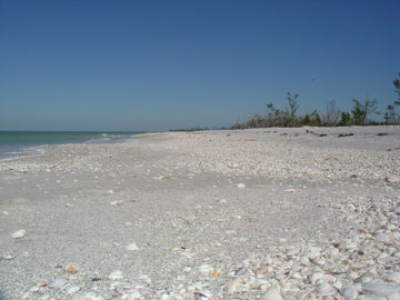 SHELLING TRIPS