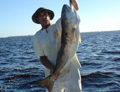 This redfish was over 40 lbs and took cut bait near the sanibel causeway in November of 2004